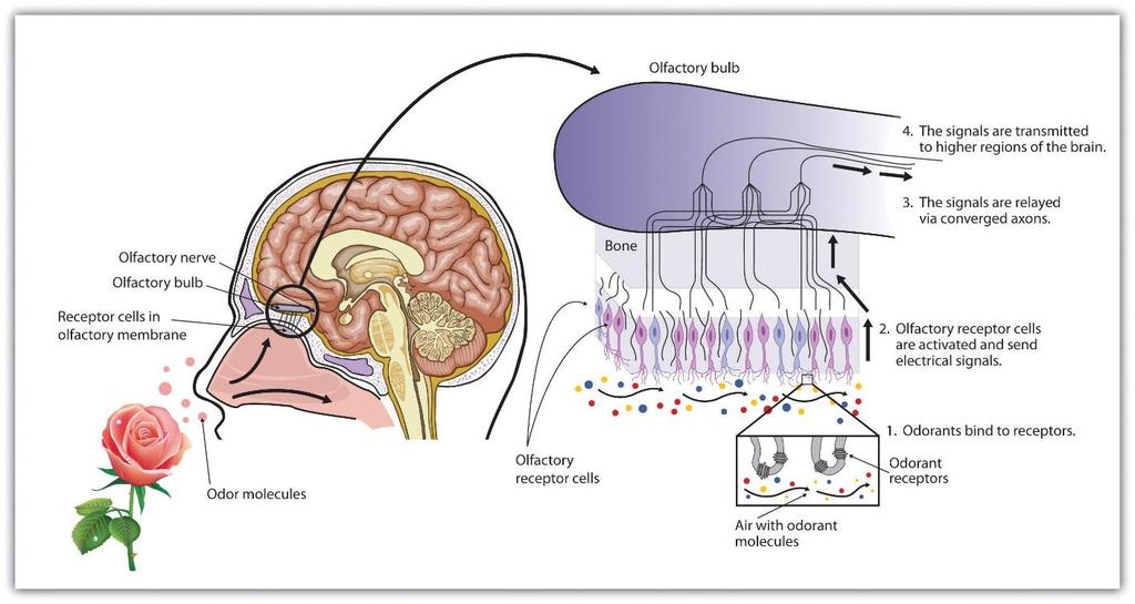 PHYSIOLOGY OF OLFACTION camp as secondary messenger o Stimulus (molecule) triggers graded