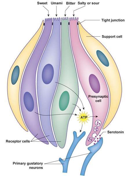 upward through the taste pore o Basal cells develop into new receptor