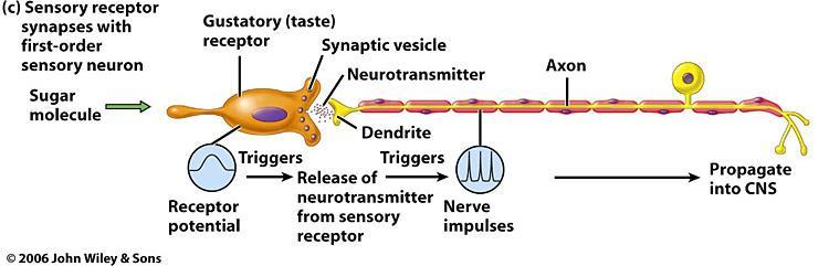 PHYSIOLOGY OF GUSTATION o Receptor potentials developed in gustatory hairs cause the release of neurotransmitter that gives rise to nerve