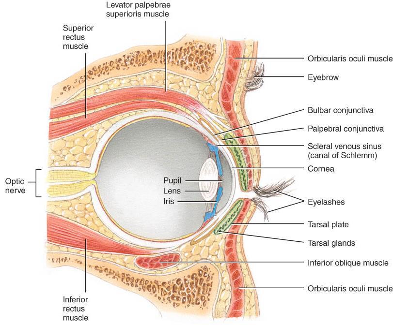 ANATOMY OF VISION o Accessory structures of the eye: 1.