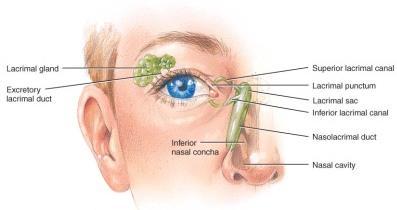 , tarsal glands (oily secretions), conjunctiva (palpebral & bulbar; stops at corneal edge) 2.
