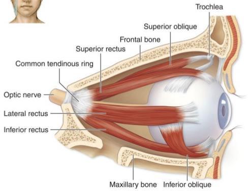 Extrinsic eye muscles o Six muscles that insert on the exterior