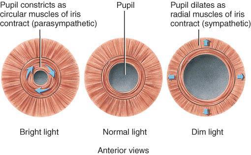 VASCULAR TUNIC - iris & pupil o Structure: colored portion of eye; shape of flat donut suspended between cornea & lens; hole in center of iris is called pupil o Function: regulation of amount of