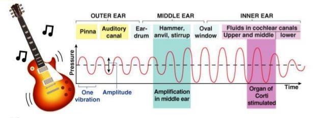 HEARING AND EQUILIBRIUM One organ 2 major functions