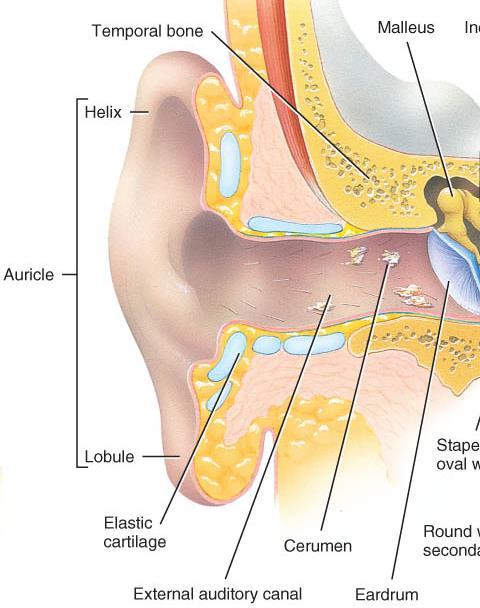 External ear o Structure: auricle or pinna: elastic cartilage covered with skin external auditory canal: curved 1 tube of cartilage & bone leading into temporal bone; ceruminous glands produce