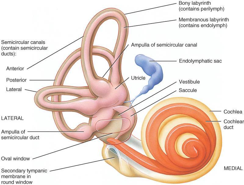 Inner ear - membranous labyrinth o Structure: set of membranous tubes containing sensory receptors for hearing & balance: utricle,