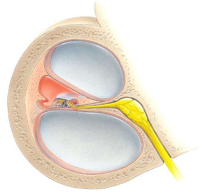 Cochlear anatomy o Cochlea is divided into three channels by partitions that together have the shape of the
