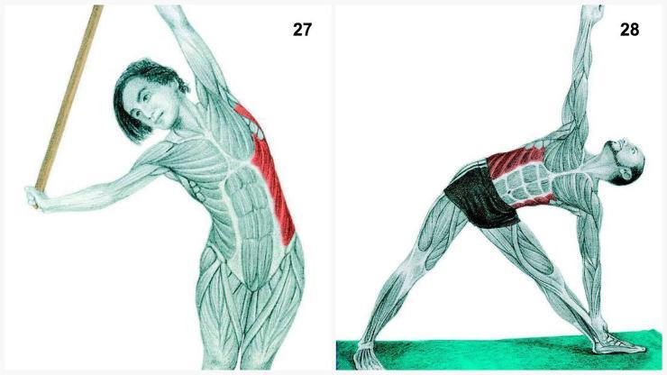 27. Lateral Flexion with a Dowel Muscles emphasized: external obliques and latissimus dorsi. Stand tall with your hands above your head.