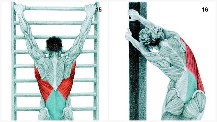 15. Lat Stretch with Spinal Traction Muscles emphasized: latissimus dorsi. Using a wall bar, grip the tallest bar you can reach and begin you lift your feet off the ground.