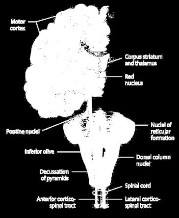 System The Subcortex - Basal Ganglia - White