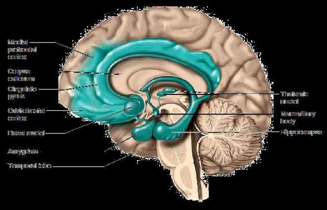 Limbic System & its Function Main Functions