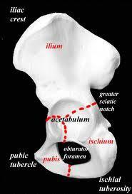Some anatomical landmarks Innominate Ilium, pubis,