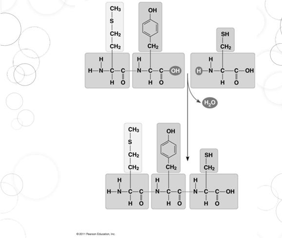 Side chain (R group) Glycine (Gly or G) Alanine (Ala or A) Valine (Val or V) Leucine (Leu or L) Isoleucine (Ile or I) carbon Methionine (Met or M) Phenylalanine (Phe or F) Tryptophan (Trp or W)