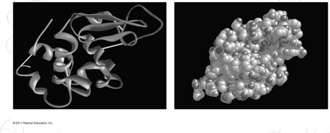 the polypeptide chain Tertiary structure is determined by interactions among various side chains (R groups) Quaternary structure