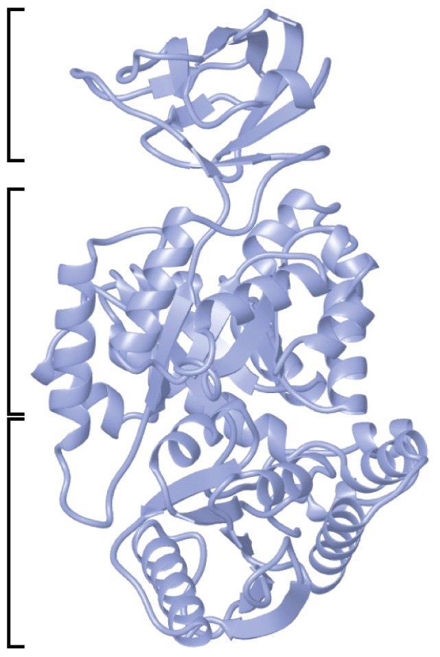 Tertiary structure of proteins Domains in