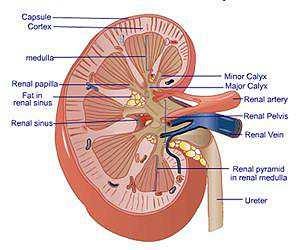 3. Draw labeled diagram of the V.S. of kidney? A. 4.