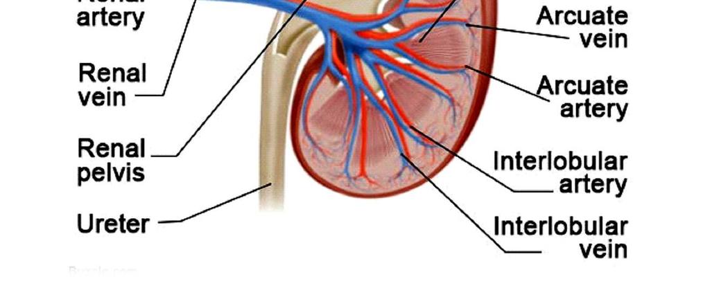* Longitudinal sections of the human kidney show two distinct regions namely the outer cortex and