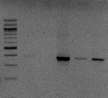 Rev3 cda PCR product 380 nt VSP 02 4 2 1 mg/kg PCR