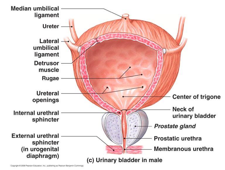 20 Urinary Bladder Smooth, muscular bag that temporarily stores urine until it is ready to be excreted.