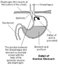 The upper gut includes the gullet (oesophagus), stomach and the first part of the small intestine (the duodenum). Food passes down the oesophagus into the stomach.