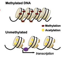 DNA methylation and ge