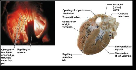 into ventricles Held by chordae tendineae Controlled by