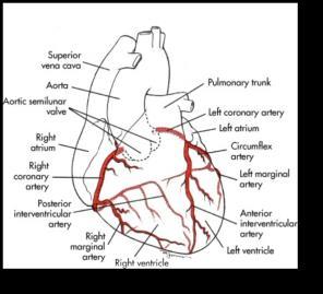 Right coronary artery carries remainder Originate above