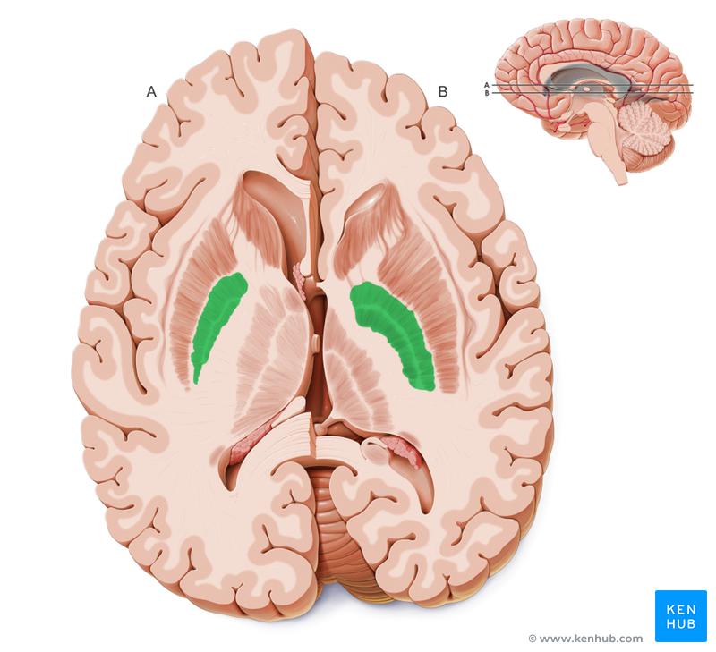 Central lateral Parietal association area (reciprocal) Temporal association area (reciprocal) Spinothalamic tract (afferent) Overall anterior group Striatum (efferent) Brainstem reticular formation