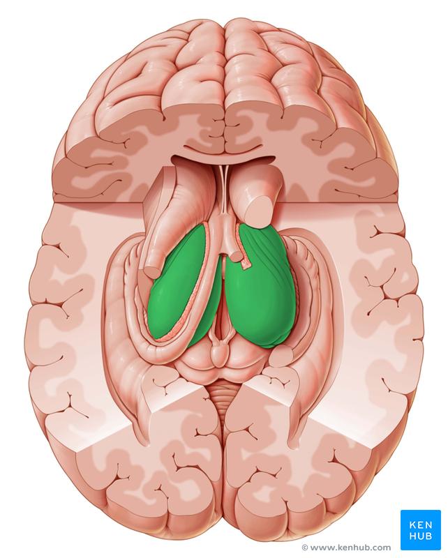 The thalamus is considered a major sensory and motor relay station for the cerebral cortex, brain stem, hypothalamus and basal ganglia.