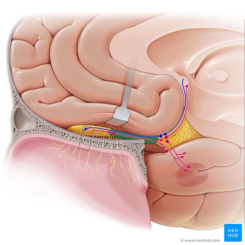 Anterior insula (reciprocal) Mediobasal amygdaloid nucleus (afferent) Lateral nuclei (afferent) The posterolateral parvocellular part has mostly reciprocal connections with the prefrontal cortex,