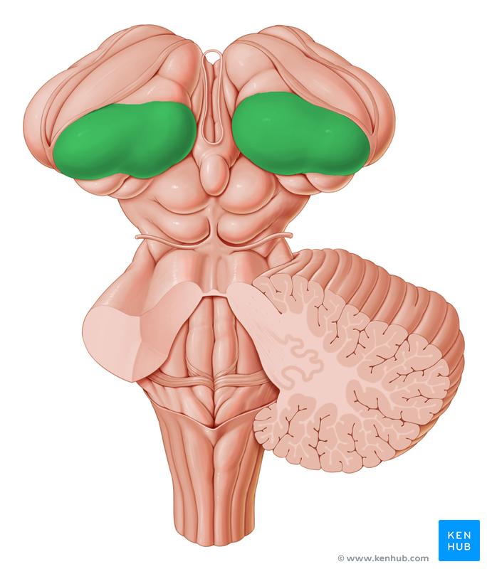 Pulvinar of thalamus - dorsal view Its subdivisions include the medial, lateral and inferior pulvinar nuclei, which communicate as below: Medial Nuclei Superior colliculus (afferent) Parietotemporal