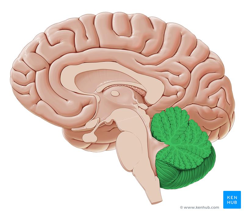 Area 4 of primary motor cortex (efferent) Overall ventral lateral nucleus Spinothalamic tract (afferent) Vestibular nuclei (afferent) Precentral motor cortex (afferent) The ventral lateral nucleus is