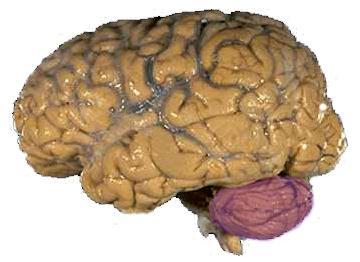 The Brain Cerebellum [sehr-uh- BELL-um] the little brain attached to the