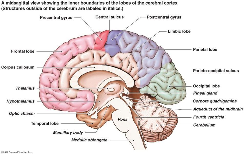 brain s sensory switchboard, located on top of the brainstem it directs messages to the