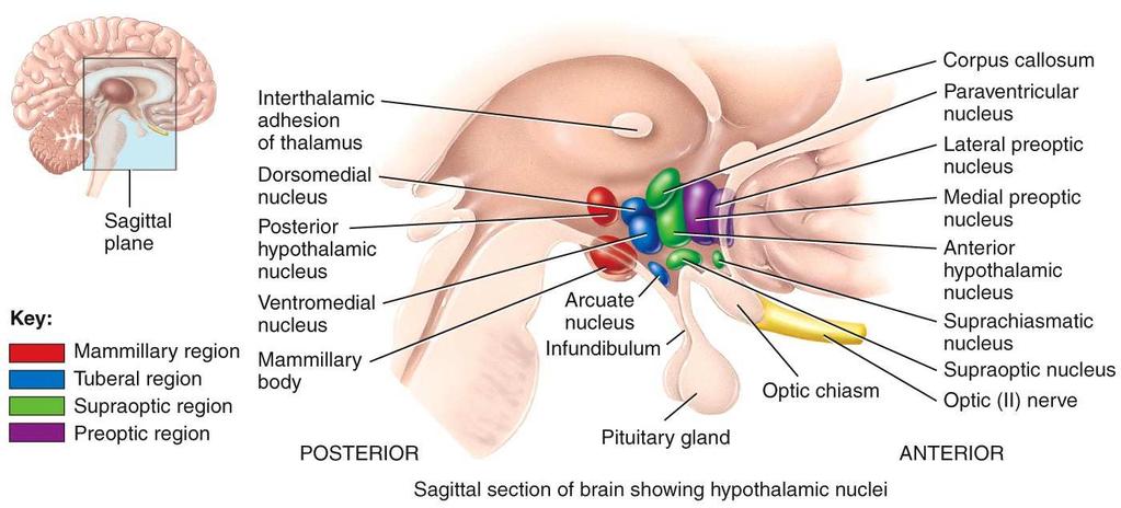 Hypothalamus The hypothalamus is found inferior to the thalamus, has four major regions, controls many body activities, and is one of the major regulators of homeostasis Epithalamus The epithalamus