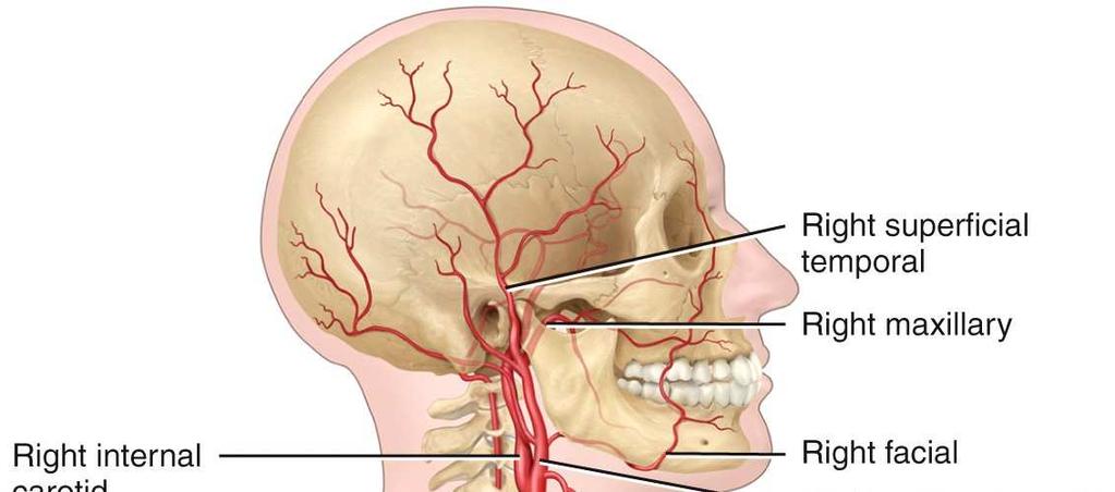 Blood Flow to the Brain Blood flows to the brain via the vertebral and carotid arteries and flows back to the heart via the jugular
