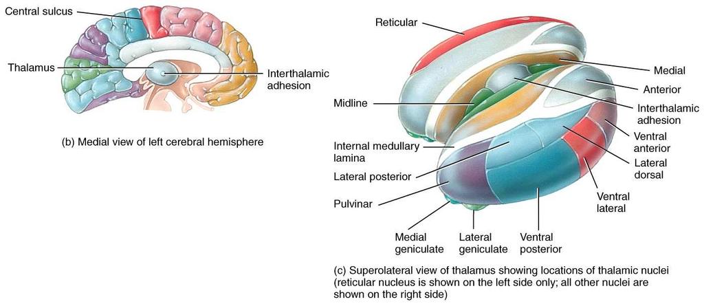 thalamus is located superior to the midbrain and contains nuclei that