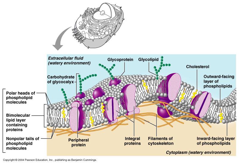 mpg Plasma membrane Ribosomes -phospholipid bilayer -site of proteins synthesis -separates cell contents from environment -free in cytoplasm or -bound to