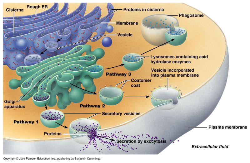 the Golgi Apparatus Lysosomes -membrane vesicles -contain digestive
