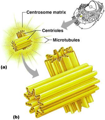 Centrioles -paired cylindrical bodies -organize