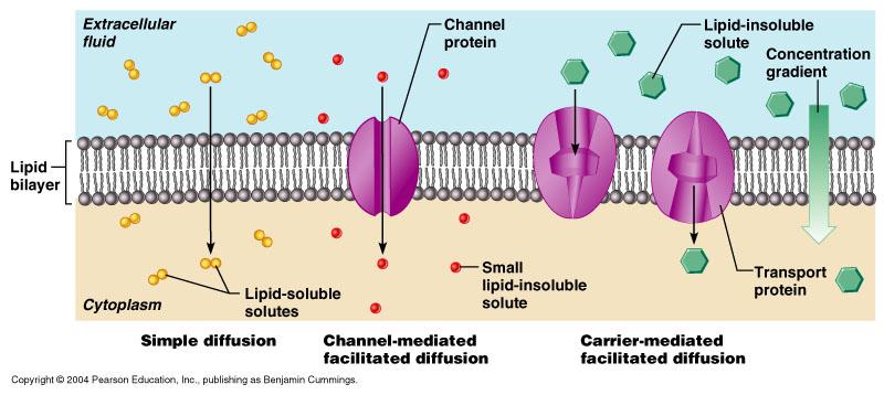 Passive Transport Diffusion Through the Plasma Membrane Diffusion: net movement of solutes from an area of high concentration to an area of low concentration: