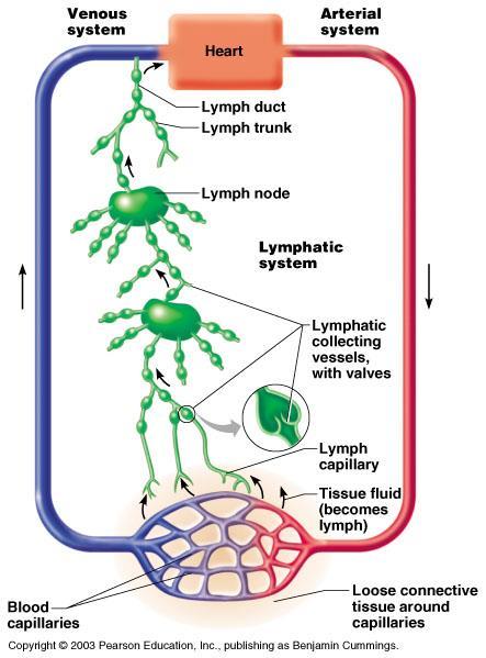 Chapter 12- The Lymphatic System and Body Defenses I. The Lymphatic System a. Consists of two semi-independent parts i. Lymphatic vessels and Lymphoid tissues and organs b.
