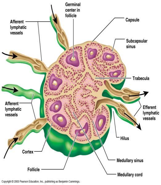 v. Lymph Nodes 1. Filter lymph before it is returned to the blood 2. Defense cells within lymph nodes a. engulf and destroy foreign substances b. provide immune response to antigens 3.