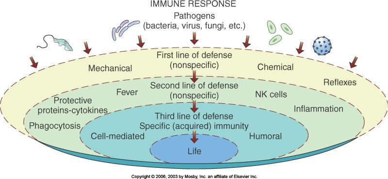 substances d) Systemic not restricted to the initial infection site e) Has memory recognizes and mounts a stronger attack on previously encountered pathogens f) Types of Immunity (1) immunity=