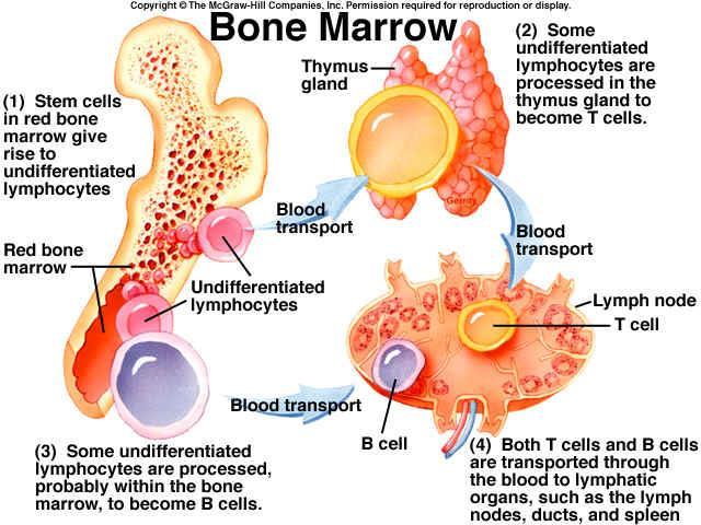 The immune response is harmful rather than protective because it attacks our own cells Cells of the Immune System- Originate from in the red bone marrow