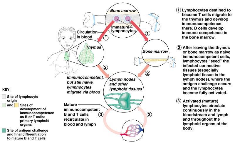 lymphoid organs 1. (Antibody-Mediated) Immune Response a. B lymphocytes with specific receptors bind to a specific antigen b.