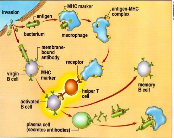Most B cells become plasma cells e. Produce antibodies to destroy antigens f. Activity lasts for four or five days g.