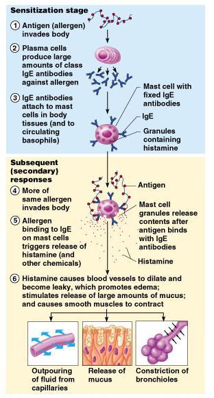 Disorders of Immunity: Allergies (Hypersensitivity)- Abnormal, vigorous immune responses b. Types of allergies i. Immediate Triggered by release of histamine from IgE binding to mast cells 1.