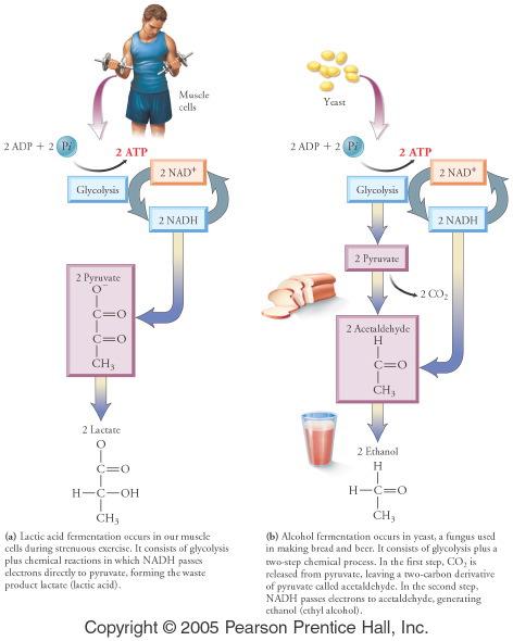 Anaerobic Fermentation Anaerobic Fermentation: Use the anaerobic pathway to produce ATP from glycolysis without the Transition Reaction, Citric Acid Cycle or the ETC Anaerobic Fermentation Breakdown