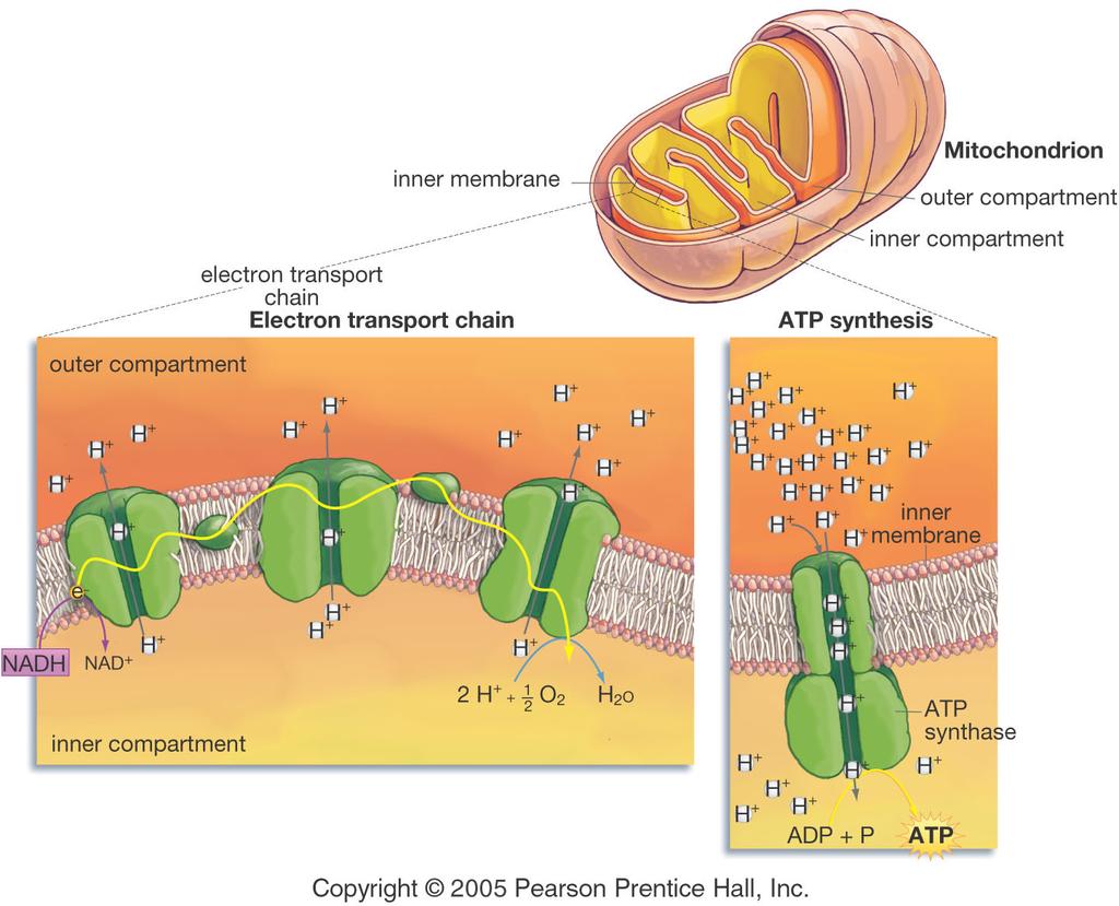 Electron Electron (inner membrane of mitochondrion) Inner Membrane of Mitochondria High NAD + NADH 2e The molecules of NADH and FADH 2 produced by earlier phases of cellular respiration pass their